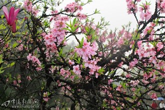 桃花源景區各色桃花
