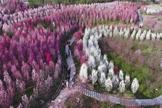桃花源萬畝桃林