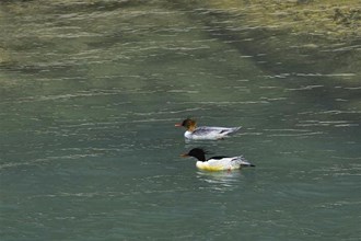 戲水仙陽湖