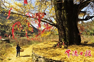 發現常德之美【組圖】