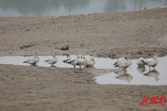 【生態】“雁”遇石門 10只斑頭雁遷徙途中歇腳石門縣新關鎮