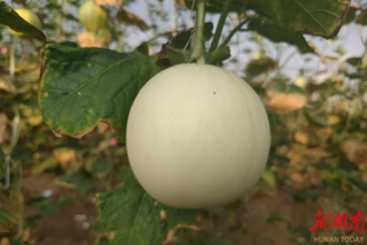 【經濟】安鄉種植甜瓜“雪球”入選“最受歡迎甜瓜品種”
