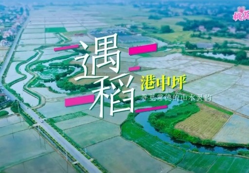 【鼎城】遇“稻”港中坪 ——尋覓常德的山水靈韻