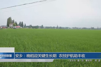 安鄉(xiāng)：晚稻迎關(guān)鍵生長(zhǎng)期 農(nóng)技護(hù)航助豐收