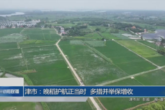 津市：晚稻護(hù)航正當(dāng)時 多措并舉保增收