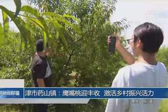 津市藥山鎮：鷹嘴桃迎豐收 激活鄉村振興活力