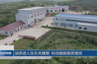 油茶進入生長關鍵期 科技賦能提質增效